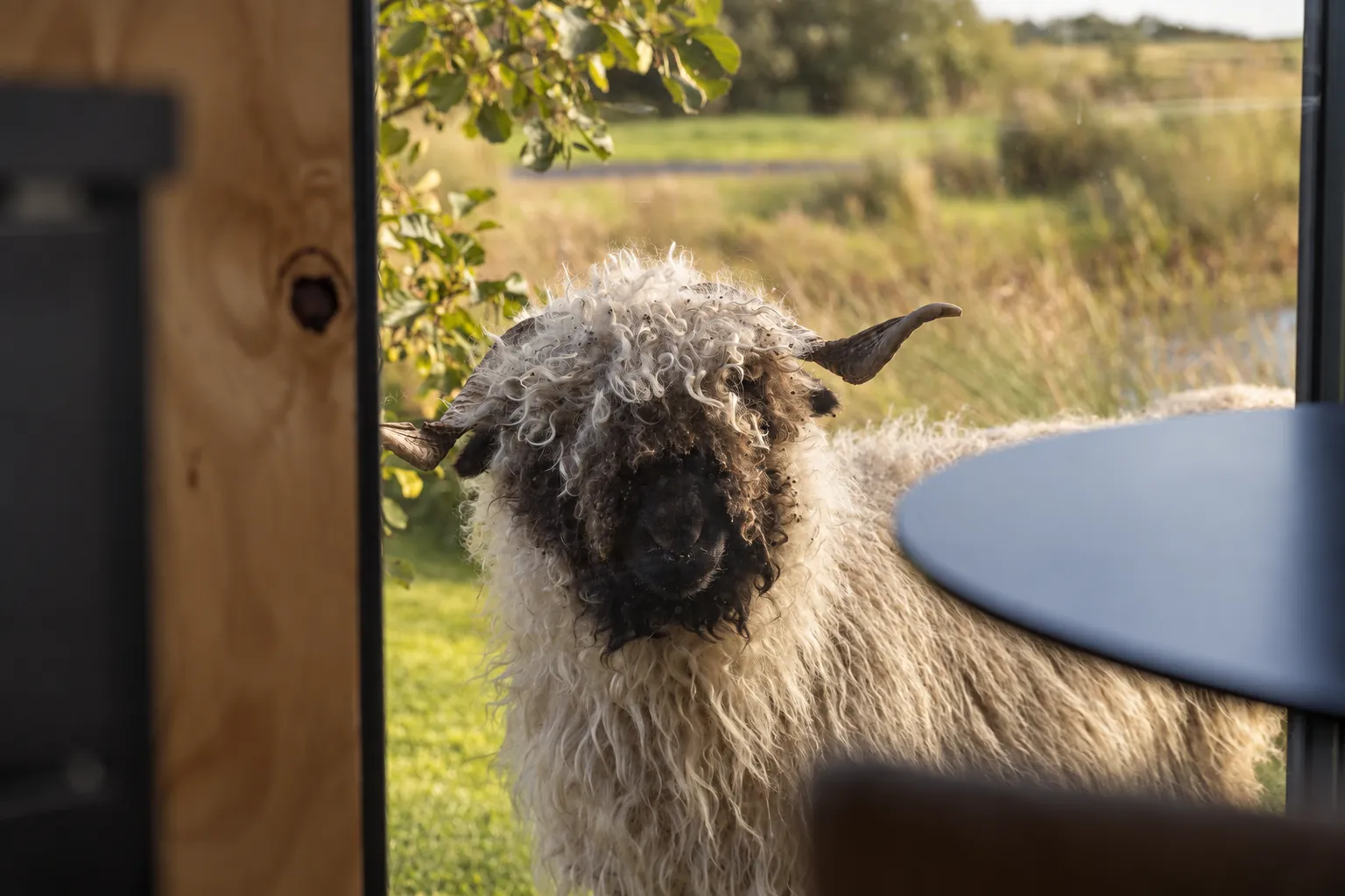 Valais Blacknose sheep looking in through a cabin door in late afternoon light, Northern Ireland